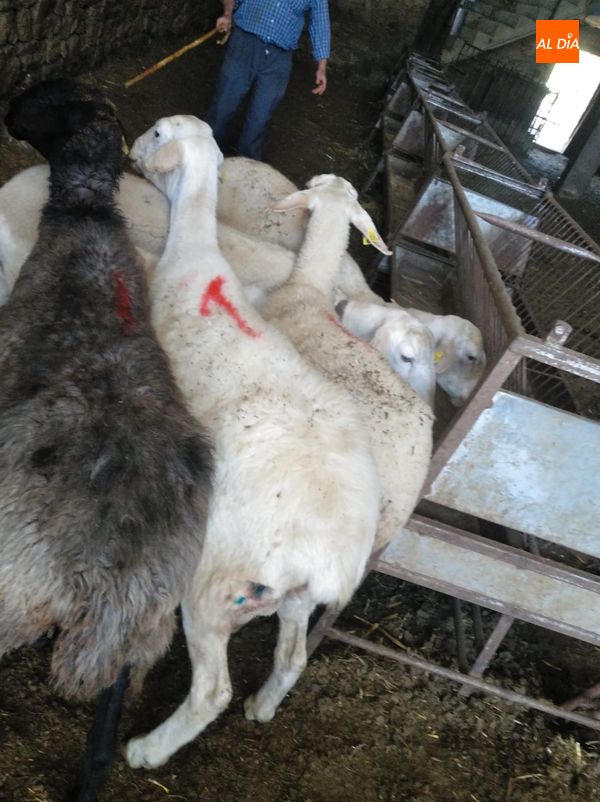 Foto 5 - El lobo regresa a Mieza y deja una oveja muerta y seis heridas  