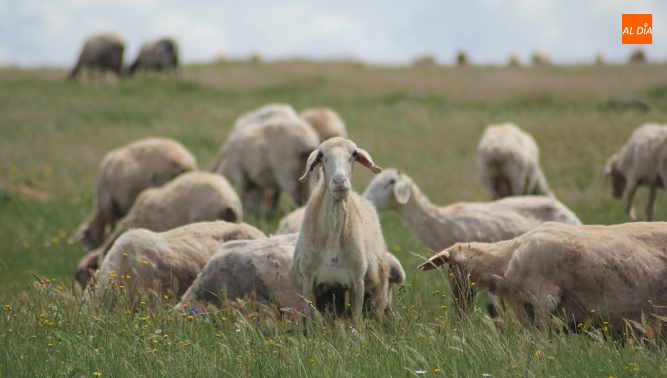 El ovino comienza a levantar cabeza tras dos semanas de subidas en los lechazos / CORRAL
