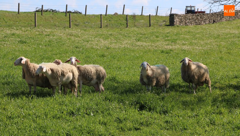 En Castilla y León hay alrededor de 5.508 ganaderos de ovino y caprino. Foto Corral