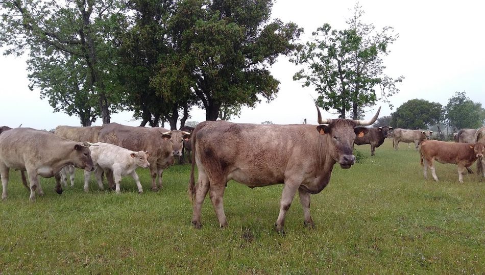 Dehesa Grande aglutina más de 30.000 vacas de cebo, la mayor parte de la cabaña reproductora son F2 descendiente de la raza autóctona