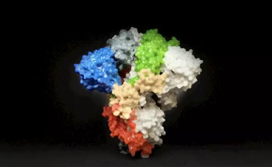 La imagen muestra una impresión 3D de una proteína espiga en la superficie del SARS-CoV-2, el virus que causa COVID-19 | EP