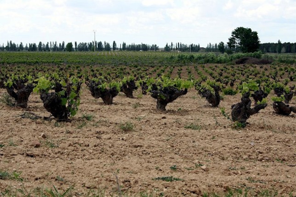 Las plantaciones de viñedo que deberían llevarse a cabo durante el año 2020 podrán realizarse durante el 2021 sin penalización | EP