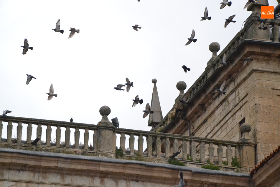 Foto 1 - Sale a licitación el control y captura de palomas en Ciudad Rodrigo  