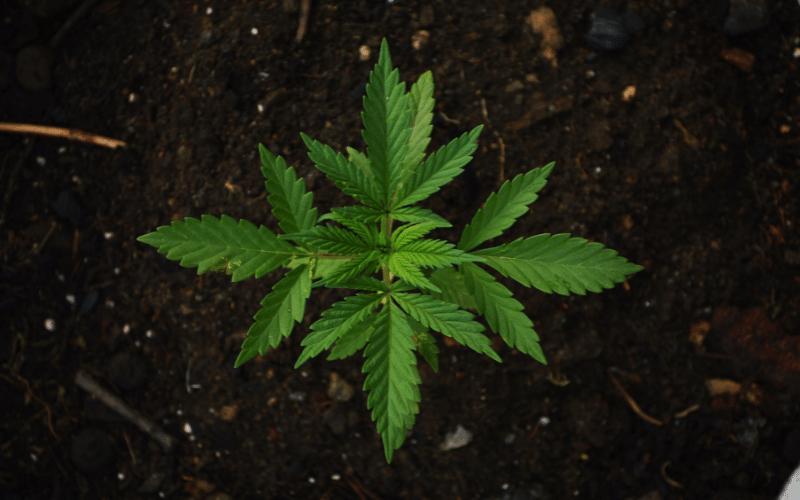 Aprende a Clonar las Plantas de Cannabis