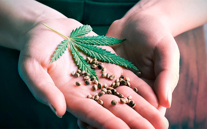 Foto 1 - ¿Debería estar prohibida la venta de semillas de cannabis?  