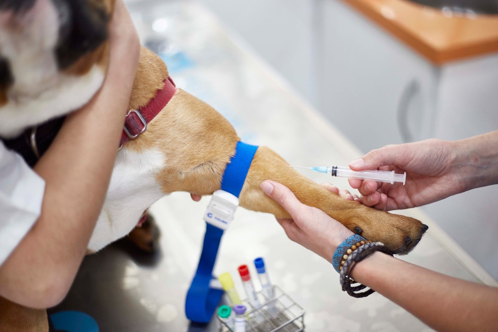 Centro Veterinario Los Álamos Salamanca