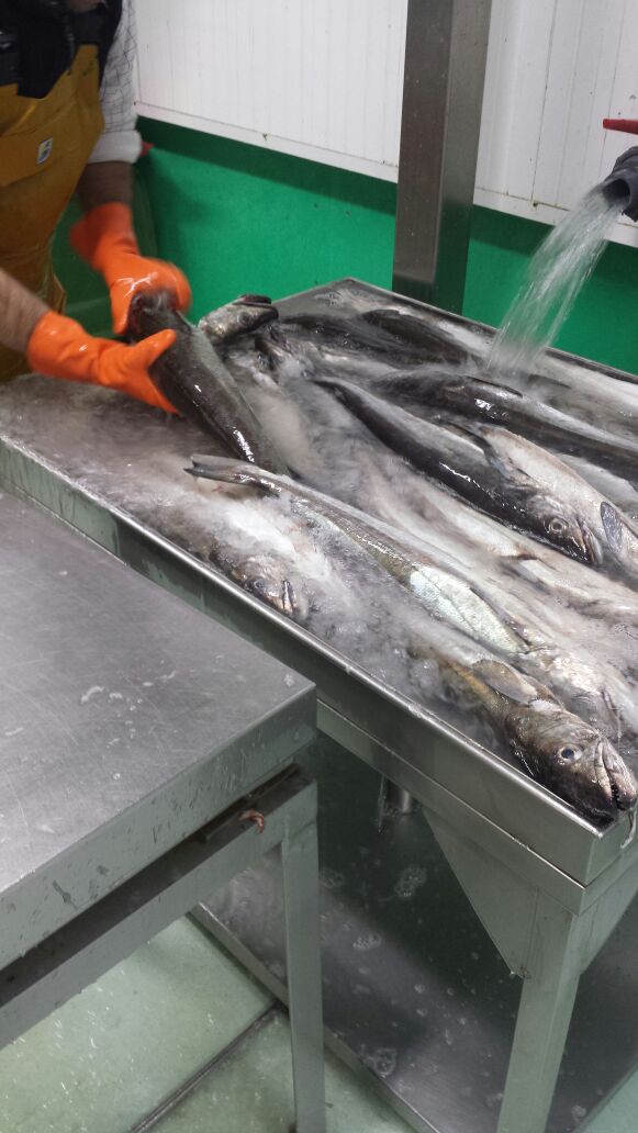 M. Colinas Pescados S.L. Delegación de Salamanca