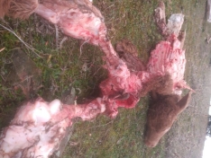 Foto 4 - Nuevo ataque del lobo con una ternera muerta en Horcajo Medianero