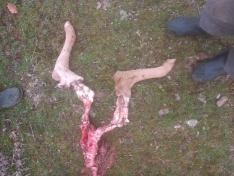 Foto 3 - Nuevo ataque del lobo con una ternera muerta en Horcajo Medianero