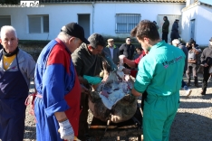 Fiesta de la Matanza Tradicional en Cipérez / CORRAL