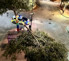 Parte de un árbol caído en la plaza del Oeste. Foto  @isabelisback - Asoc. Vecinos Zoes