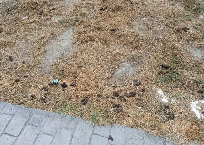 Vecinos de la calle Goya denuncian la suciedad acumulada en un descampado de la vía | Imagen 1