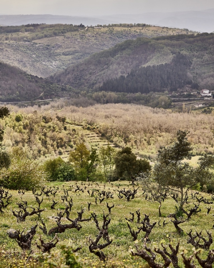 La DOP Sierra de Salamanca protagonizar&aacute; la nueva cena maridada del Parador de Ciudad Rodrigo | Imagen 1