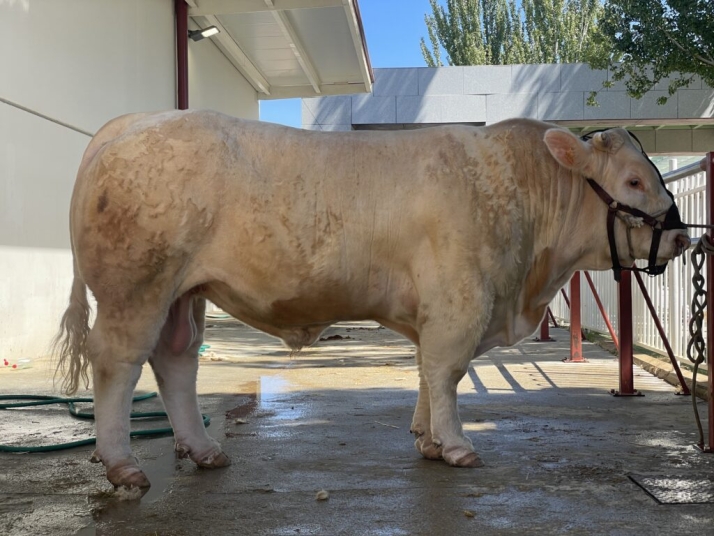 &Aacute;ngel Bravo, el joven ganadero salmantino que lleva a la &eacute;lite al charol&eacute;s | Imagen 2
