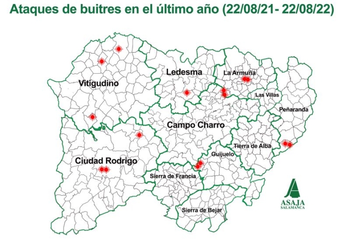 Los buitres destrozan un ternero de dos d&iacute;as en la provincia de Salamanca | Imagen 1