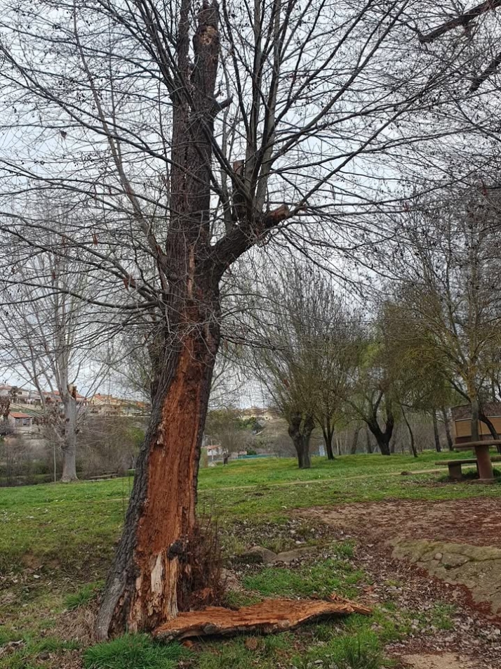 Alertan del mal estado de un &aacute;rbol de notorias dimensiones de la isla de El Pic&oacute;n | Imagen 1