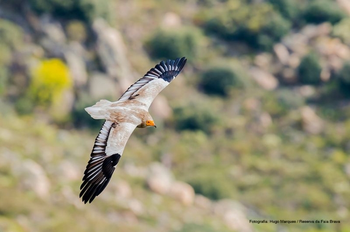 El Centro de Portugal se fortalece como destino de turismo ornitológico