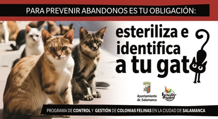 Campaña para prevenir el abandono de gatos en Salamanca | Imagen 1