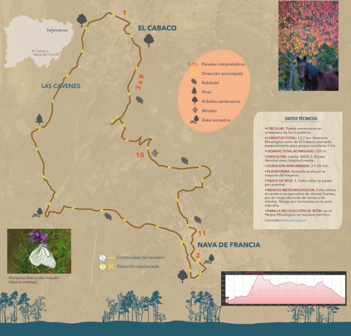 La provincia de Salamanca estrena un sendero micol&oacute;gico entre El Cabaco y Nava de Francia | Imagen 2