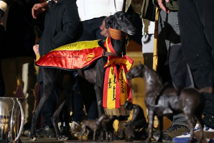 El galgo, un atleta de alto rendimiento. "Están hechos para correr en el campo, en una casa un galgo no es feliz" | Imagen 1