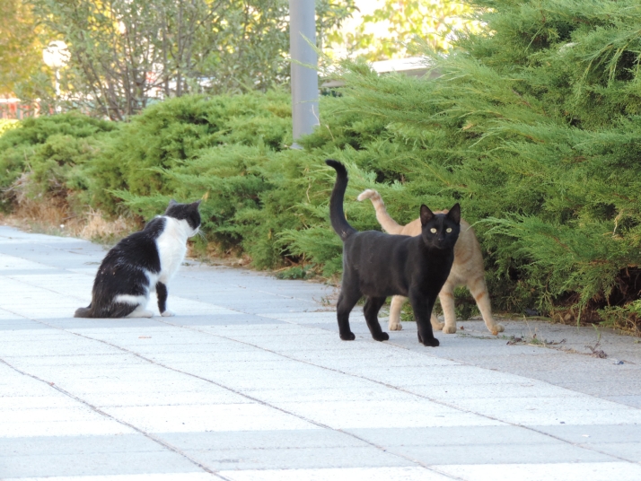 &quot;Ojal&aacute; no hubiese ning&uacute;n gato en la calle&quot;, afirman desde ASPAP, la entidad que cuida las colonias felinas de Salamanca | Imagen 1