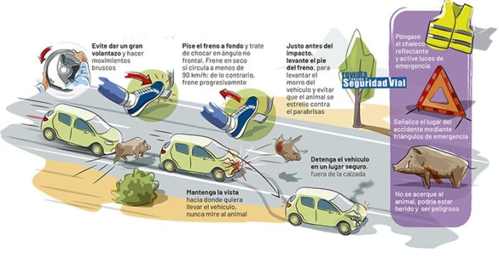 Lo que debes hacer si te encuentras de frente con un animal en carretera | Imagen 1