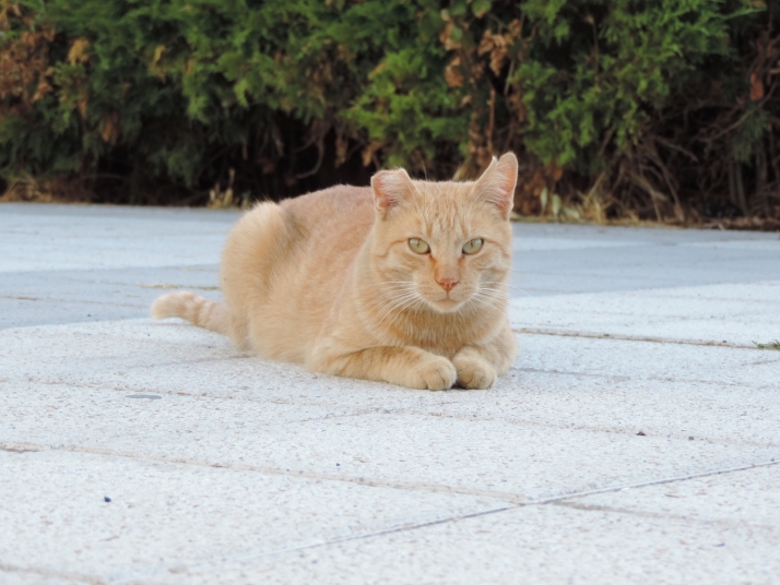 El Ayuntamiento de Salamanca pone coto a las grandes colonias felinas: 530 gatos urbanos esterilizados desde 2022 | Imagen 2