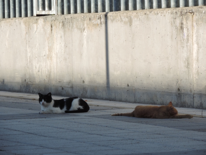 El Ayuntamiento de Salamanca pone coto a las grandes colonias felinas: 530 gatos urbanos esterilizados desde 2022 | Imagen 3