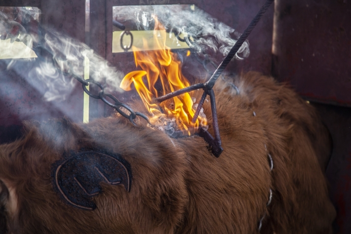 Un herradero en el Campo Charro, una mezcla de tradición y futuro (FOTOS) | Imagen 3