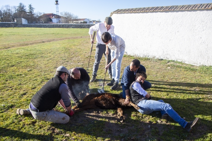 Un herradero en el Campo Charro, una mezcla de tradición y futuro (FOTOS) | Imagen 1