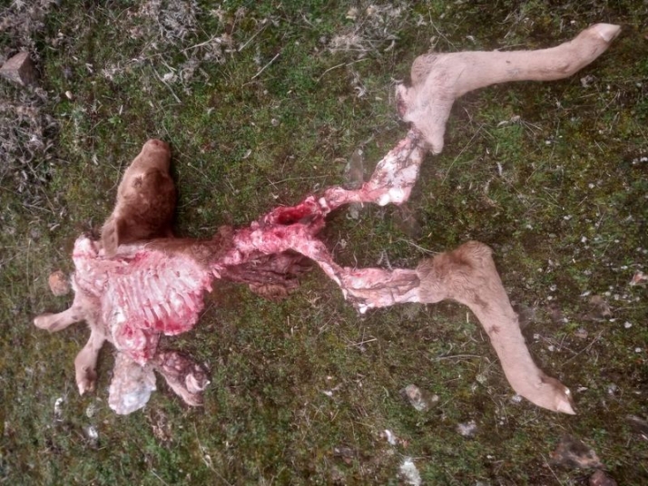 Foto 2 - Nuevo ataque del lobo con una ternera muerta en Horcajo Medianero