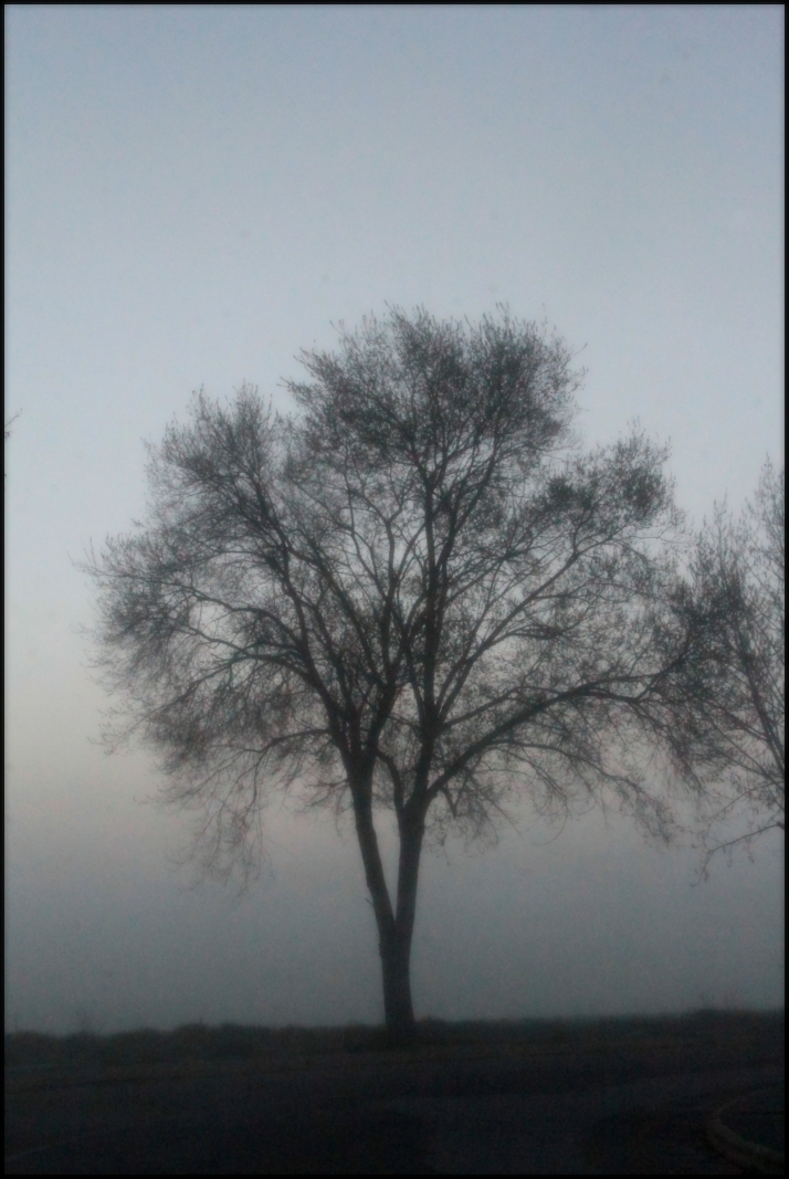 Niebla en primavera, al amanecer | Imagen 1