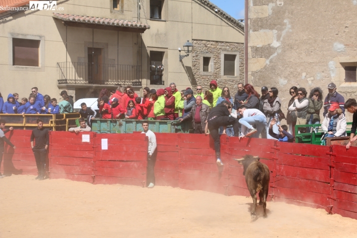 Animada capea de vaquillas en Yecla de Yeltes / CORRAL