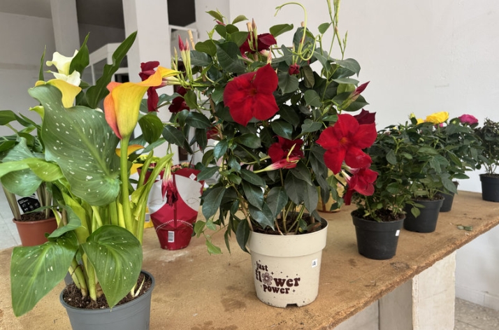 Manos Unidas de Alba de Tormes inicia su venta solidaria de plantas  | Imagen 1