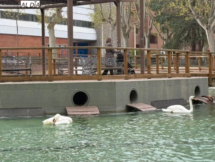 Dietas reforzadas, dep&oacute;sitos con agua, duchas refrescantes y redes en las ventanas: As&iacute; fue el reto de cuidar a los patos de La Alamedilla y Los Jesuitas durante su confinamiento | Imagen 2