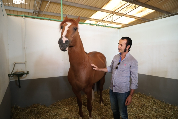 VÍDEO | Talavante, el caballo con sangre de duques y nombre de torero que reina en Salamaq | Imagen 2