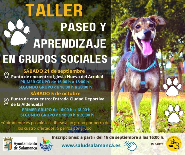 Paseos en grupo: nuevo taller gratuito sobre educaci&oacute;n canina en Salamanca | Imagen 1