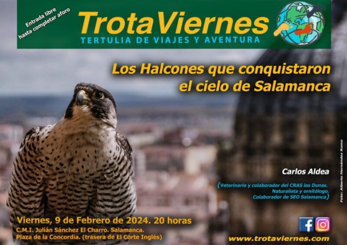 Conoce de cerca a los halcones que han conquistado el cielo de Salamanca | Imagen 1