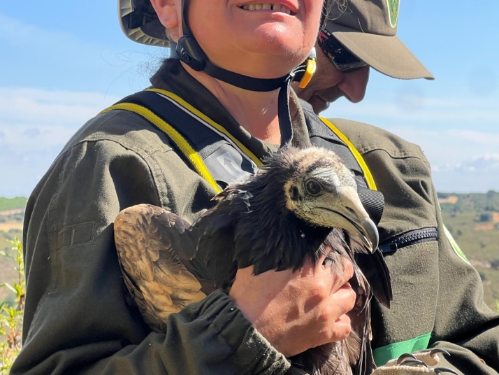 Equipan con GPS a cuatro pollos de alimoche en Salamanca, León y Zamora para estudiar sus amenazas