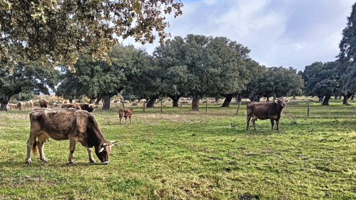 La arquitecta salmantina que cambi&oacute; planos por vacas para ofrecer carne de gran calidad | Imagen 1