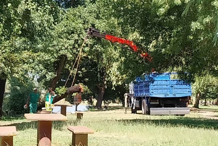 Retirados dos &aacute;rboles de la entrada al agua de los ni&ntilde;os en El Pic&oacute;n | Imagen 1