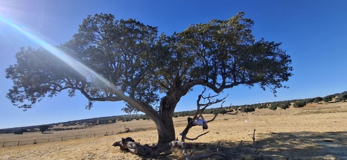 El camello que pasa por el ojo de una aguja | Imagen 1