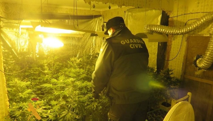 Foto 1 - Aumentan las incautaciones de cannabis: más de 1,7 millones de plantas en un año en España