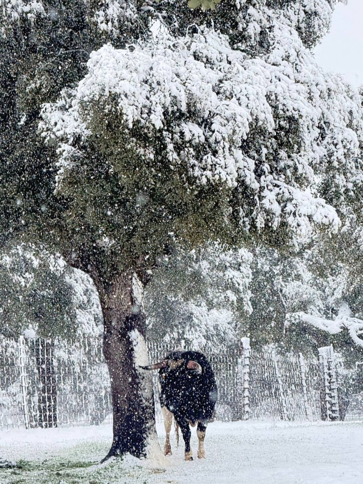 V&Iacute;DEO | La bravura se abre paso entre la nevada | Imagen 2