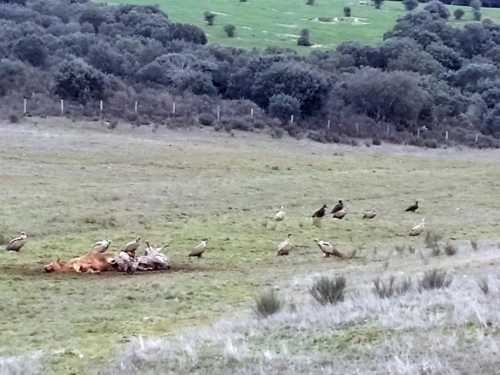 Ataque de buitres a una vaca en una explotación de la provincia