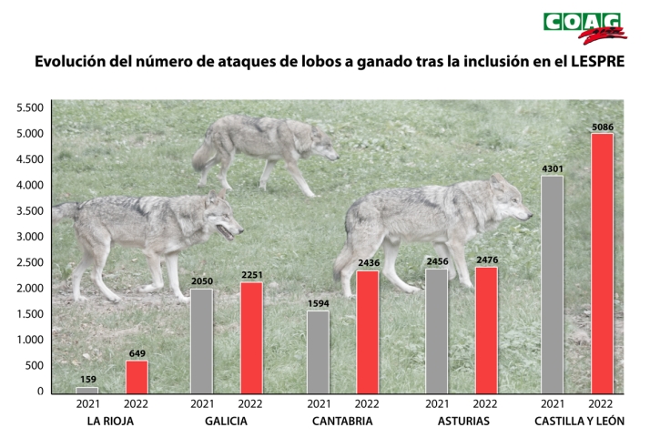 COAG denuncia que cada d&iacute;a se producen 35 ataques de lobos a ganado en la Espa&ntilde;a rural | Imagen 1