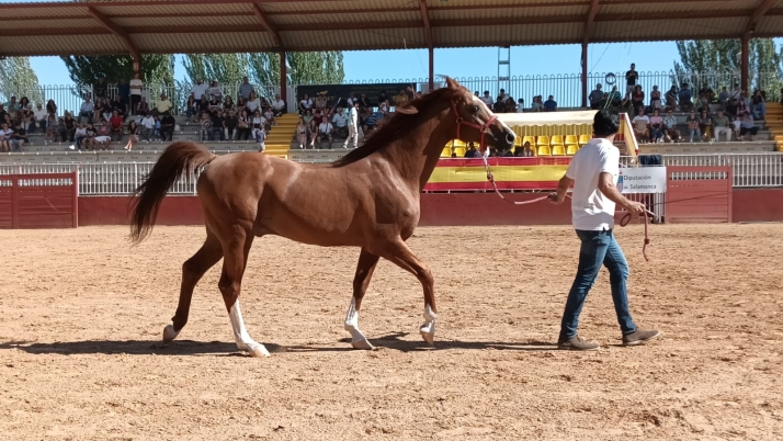 VÍDEO | Talavante, el caballo con sangre de duques y nombre de torero que reina en Salamaq | Imagen 3