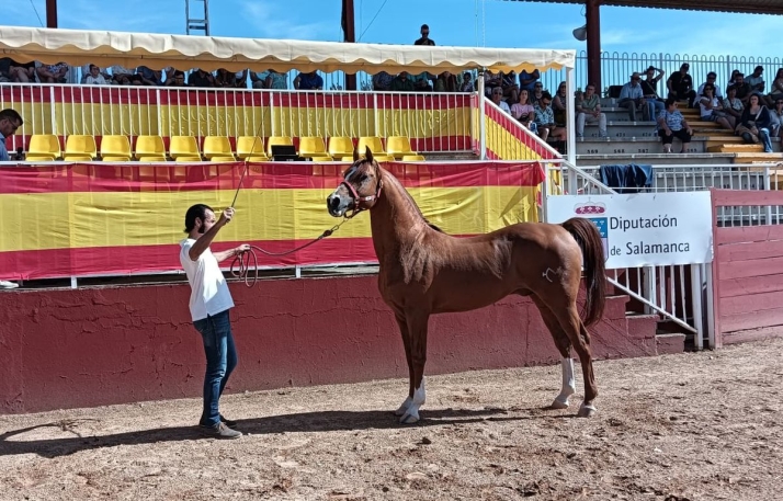 VÍDEO | Talavante, el caballo con sangre de duques y nombre de torero que reina en Salamaq | Imagen 1