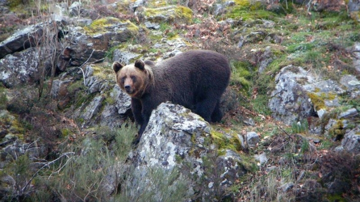 Un cazador dispara a un oso pardo durante una cacería de jabalí en Cantabria