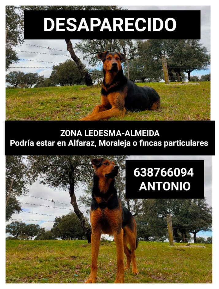 ¿Has visto a este perro? Su dueño lo busca en la zona de Ledesma - Almeida | Imagen 1